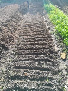 Panduan Tanam Kangkung