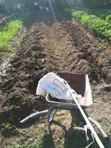 Panduan Tanam Kangkung