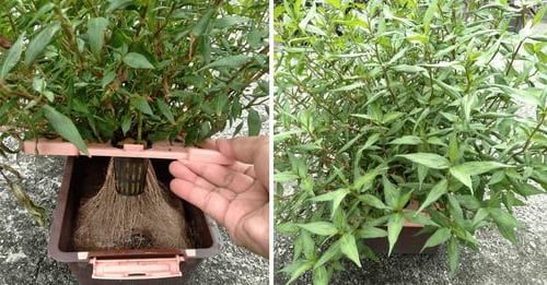 cara menanam pokok kesum tanpa tanah 5 pokok kesum