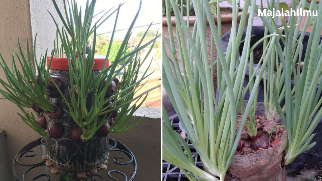 "Cara Kreatif Tanam Daun Bawang: Manfaat Bekas Botol dalam Penanaman" 7 Add a heading 14