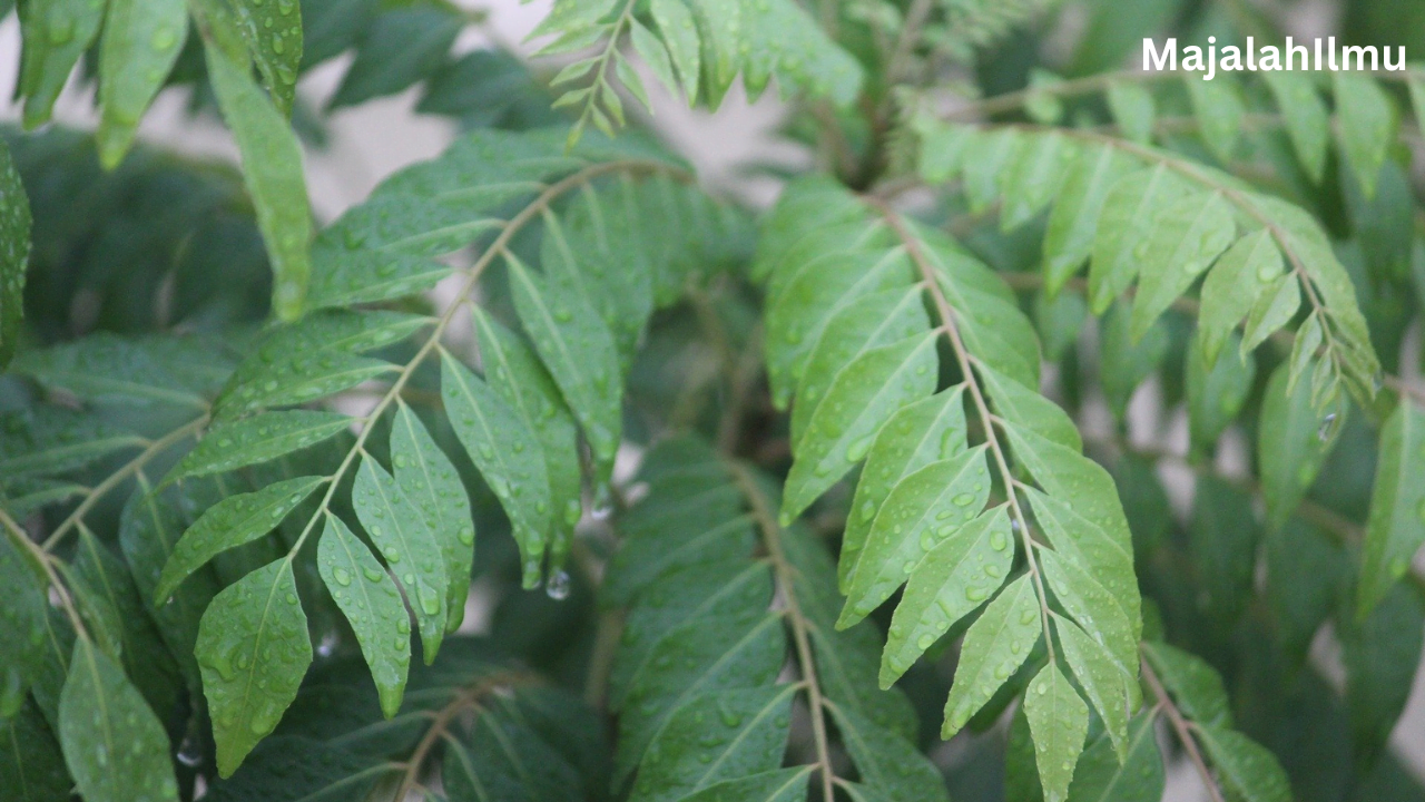 Potong Pucuk Pokok Kari Untuk Daun Yang Rimbun 7 Add a heading 34