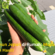 Nikmati Timun Jepun Yang Ditanam Sendiri 9 timun jepun