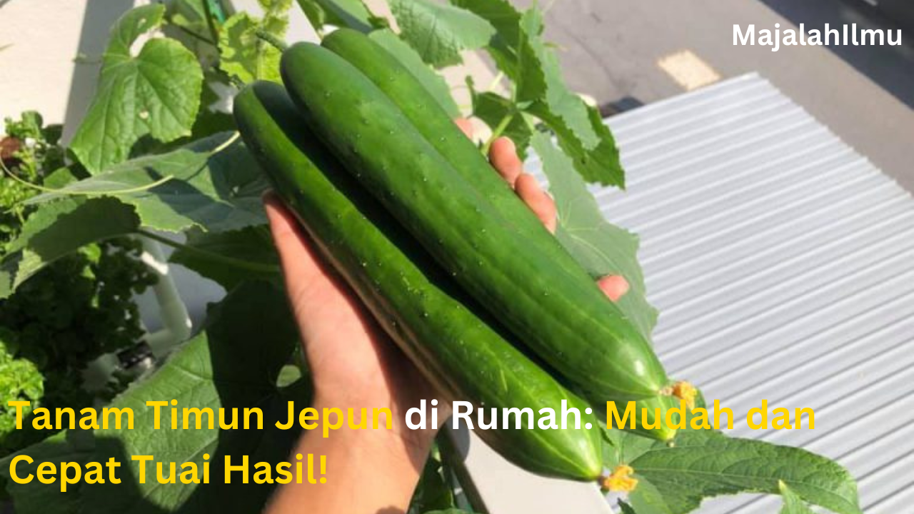 Nikmati Timun Jepun Yang Ditanam Sendiri 7 timun jepun