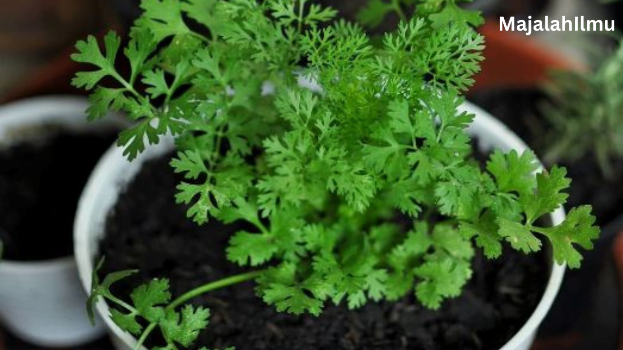 "Cara Tanam Daun Ketumbar Sendiri di Rumah" 7 Daun Ketumbar