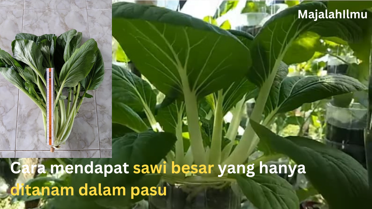 Tanam Sawi dalam Pasu: 7 rahsia untuk Hasil sawi yang Besar 7 sawi