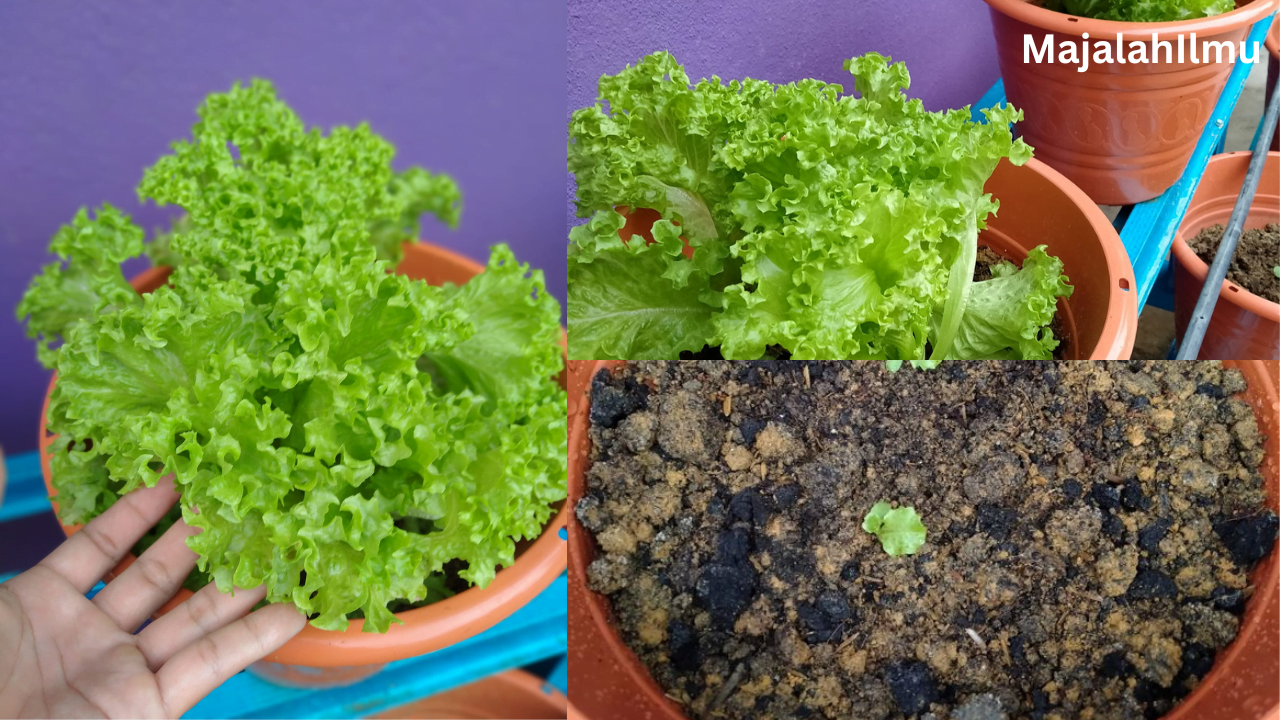 Tanam Salad Kerinting Sendiri yang Segar, Sihat Dan Siap Dinikmati dalam Sebulan! 7 Salad Kerinting