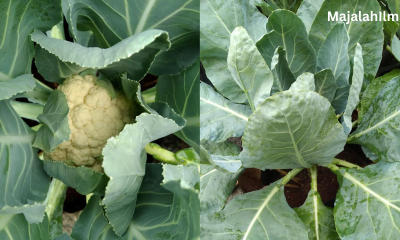 Kubis Bunga