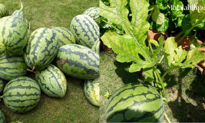 Cara Menanam Tembikai