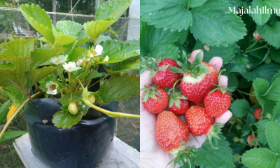 Cara Menanam Strawberi