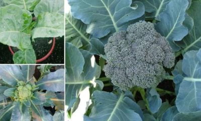 Untitled design 2023 06 26T163834.747 696x385 1