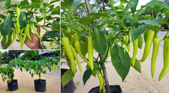 Untitled design 36 696x385 1