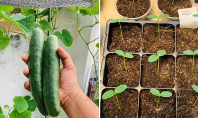 Cara Menanam Timun Jepun