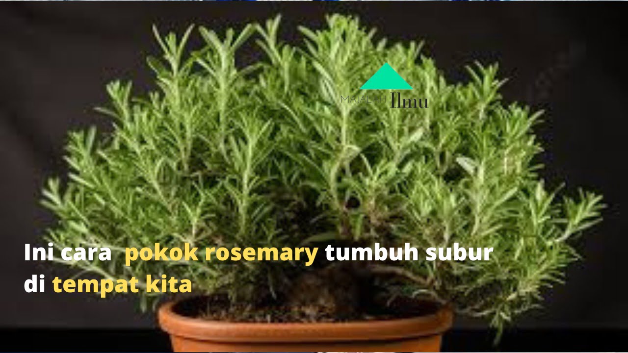Ingin pokok rosemary tumbuh subur dengan mudah? Siram dengan banyak air dan pastikan letaknya di tempat yang panas! 7 WhatsApp Image 2024 05 04 at 12.52.51 PM