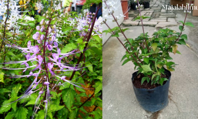 Panduan Cara Menanam Pokok Misai Kucing di Rumah 11 Cara menanam pokok misai kucing