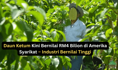 Daun Ketum Kini Bernilai RM4 Bilion di Amerika Syarikat – Industri Bernilai Tinggi